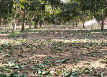 Заплена на небезбедна храна во Чучер-Сандево – време е за системски промени