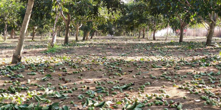 Заплена на небезбедна храна во Чучер-Сандево – време е за системски промени